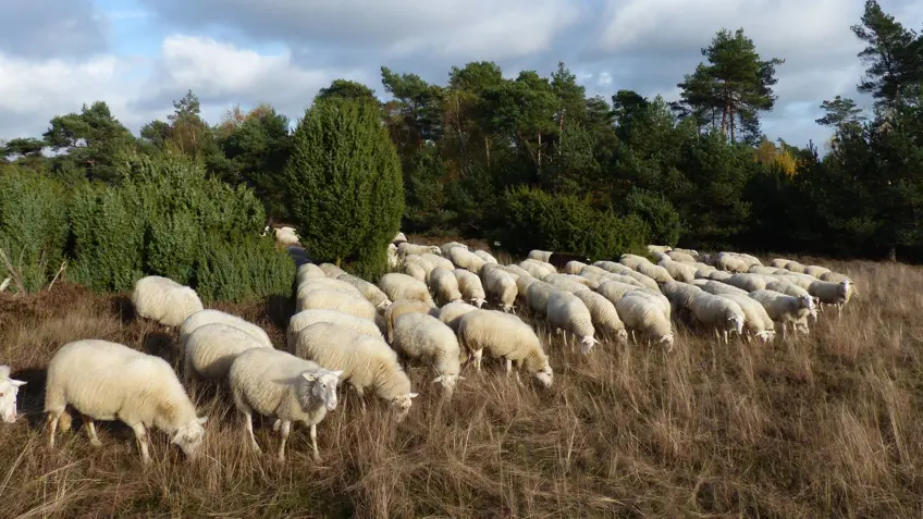 schapen op de heide