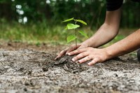 Boom planten