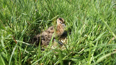 grutto kuiken in het gras