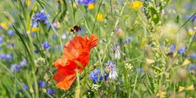 bij op bloem, een buffet aan bloemen