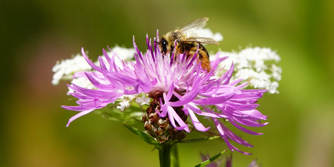bij op bloem
