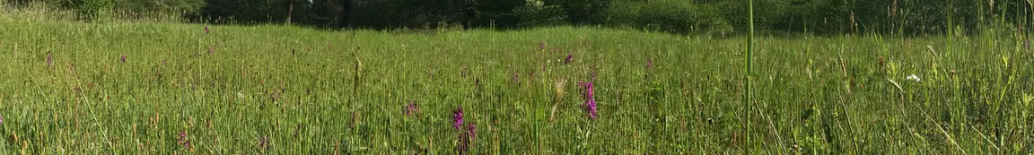bloemen in hoog gras