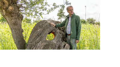 Wim Eikelboom bij oude knotwilg