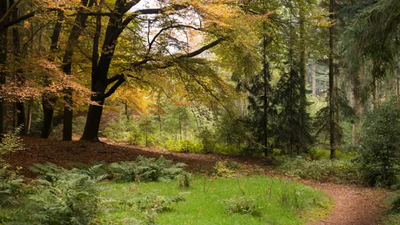 pad in het bos