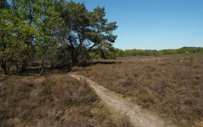 Heide met een pad en een boom
