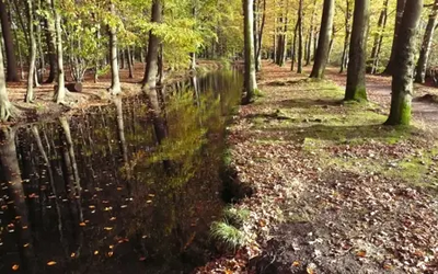 bomen in een bos en een sloot