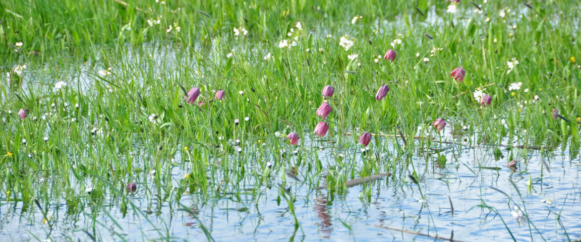 bloemen in het water