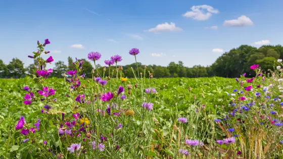 bloemen in het veld